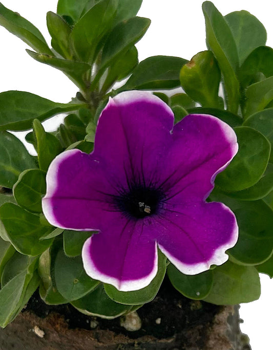 Petunia 'Main Stage Violet Picotee'