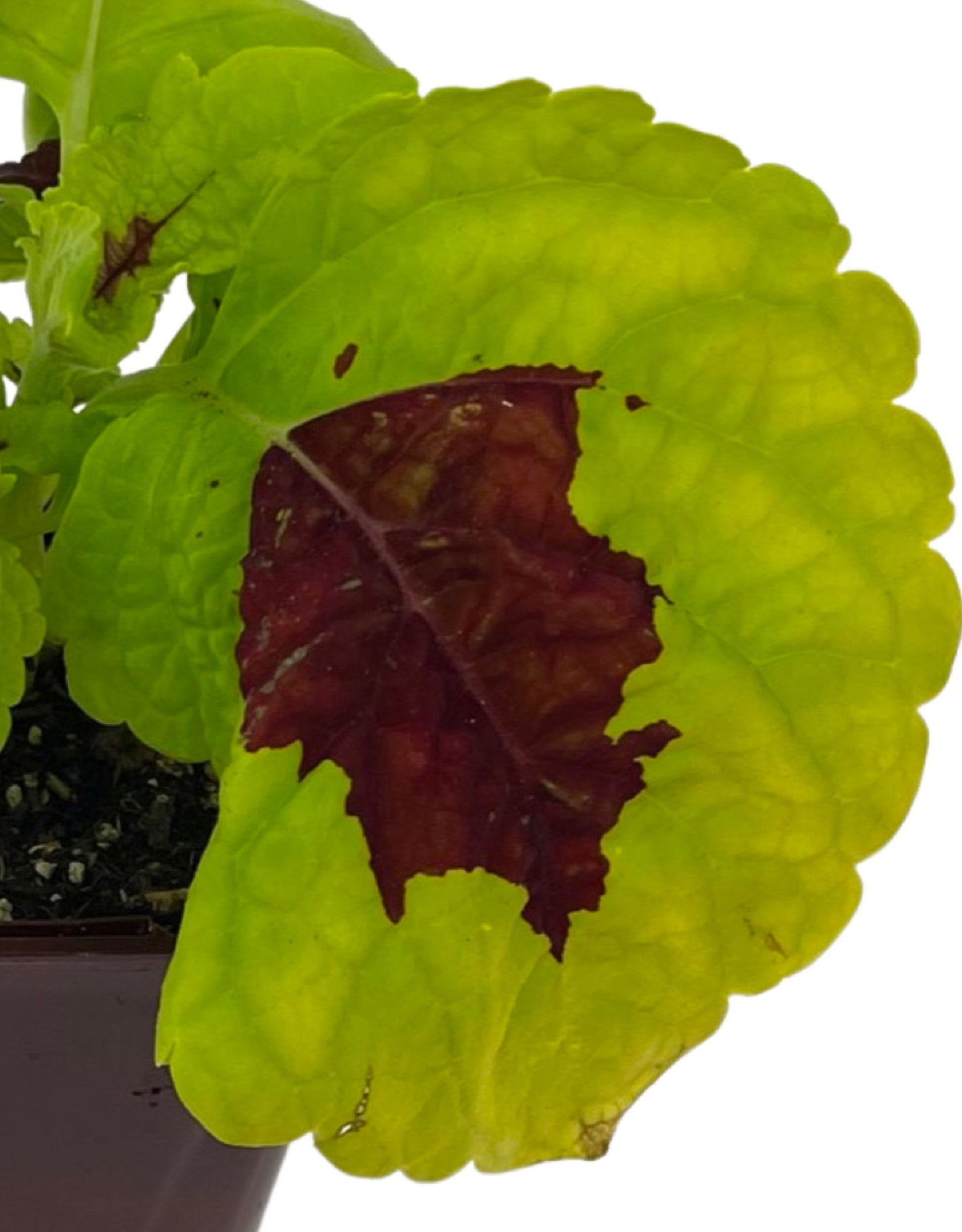Coleus 'Kong Lime Sprite'