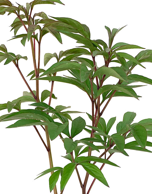 Paeonia lactiflora 'Karl Rosenfeld'  1 Gallon