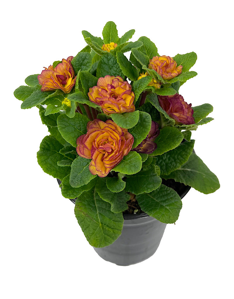 Primula belarina