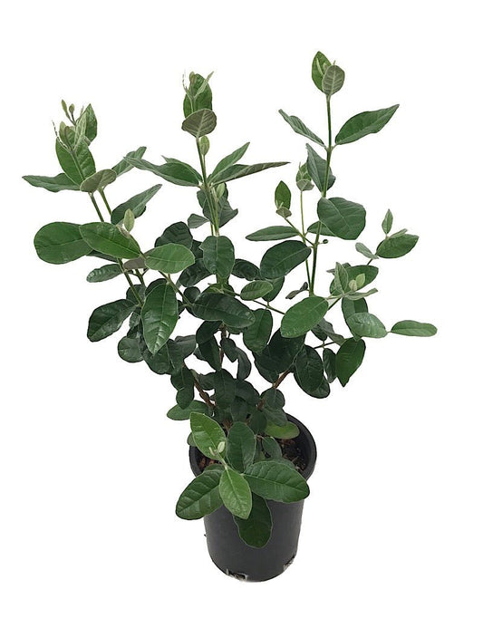 Feijoa sellowiana 'Coolidgei' 1 gal - The Garden Corner
