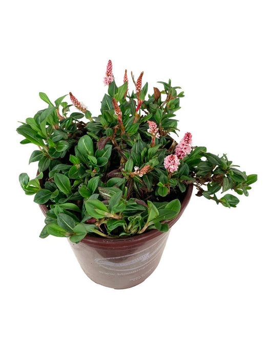 Persicaria affinis - The Garden Corner