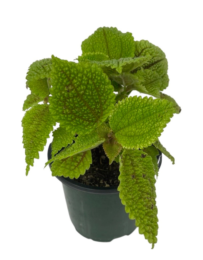 Pilea mollis 'Moon Valley'