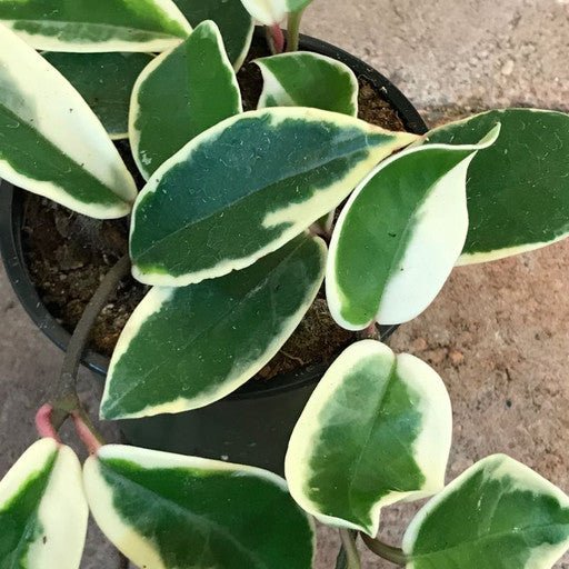 Hoya carnosa 4 Inch - The Garden Corner