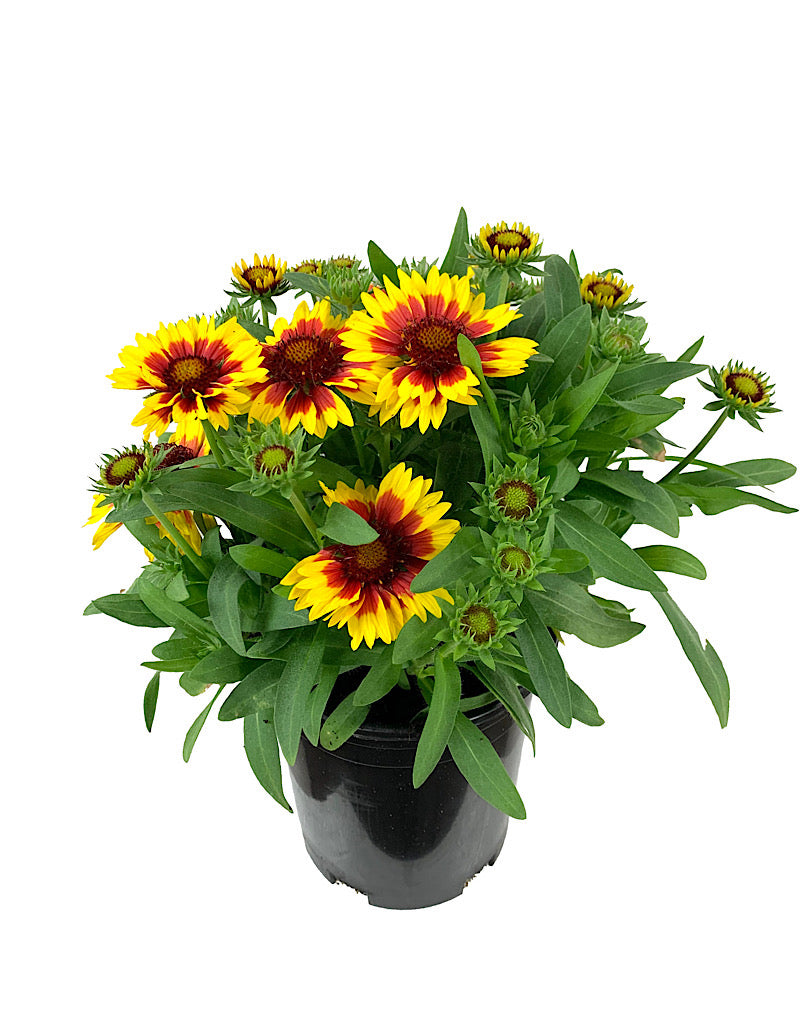 Gaillardia 'Arizona Sun' 1 Gallon