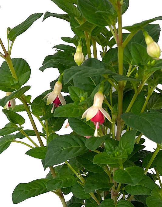 Fuchsia 'Galadriel' 1 Gallon - The Garden Corner