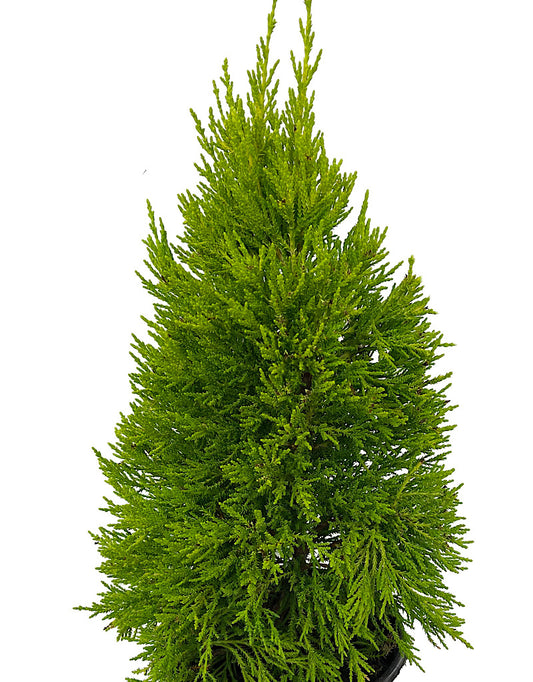 Cupressus macrocarpa 'Donard Gold'