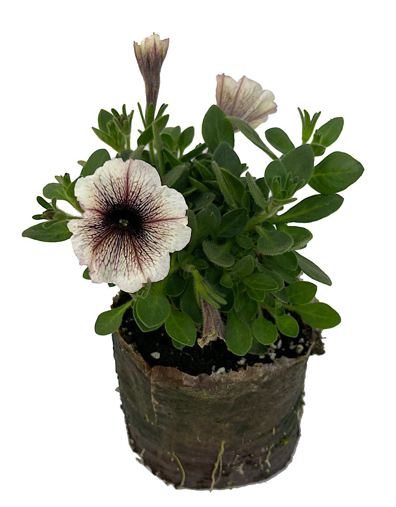Petunia 'Supertunia Latte'
