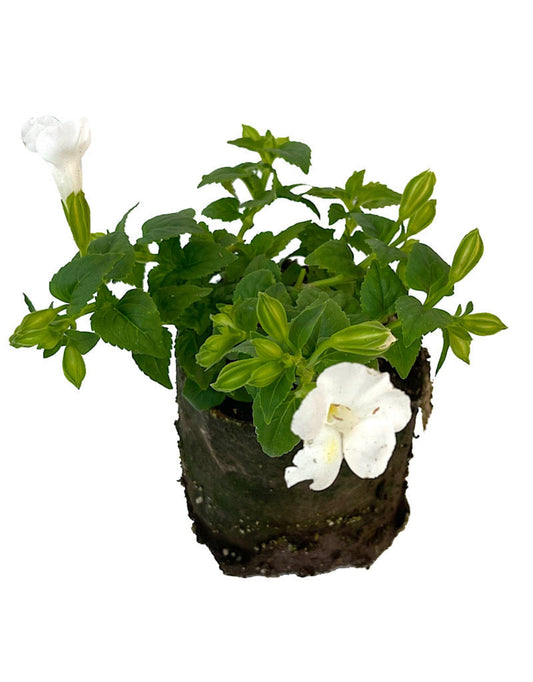 Torenia 'Summer Wave' - The Garden Corner