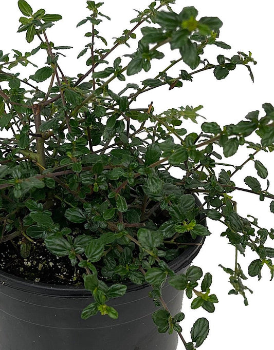 Ceanothus €˜Midnight Magic 1 Gallon - The Garden Corner