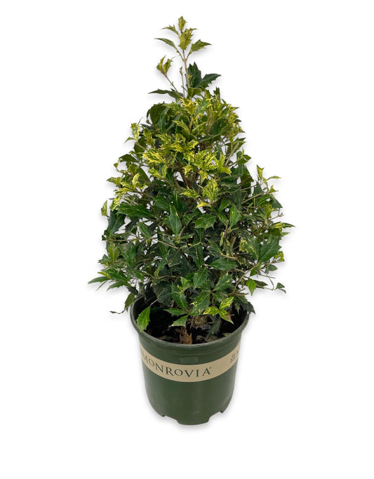 Osmanthus heterophyllus  'Goshiki'