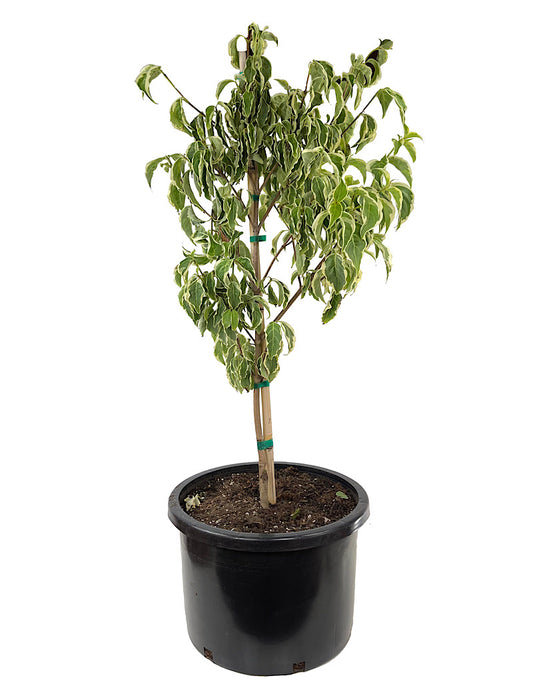 Cornus kousa 'Samzam'