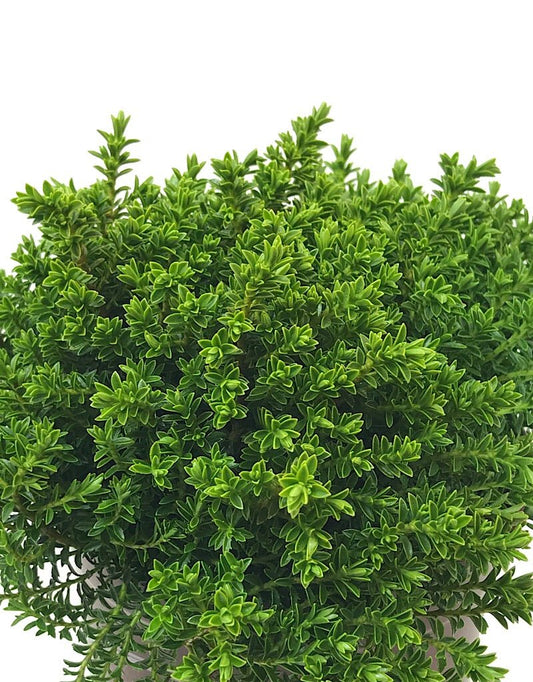 Hebe 'Emerald Gem' - The Garden Corner