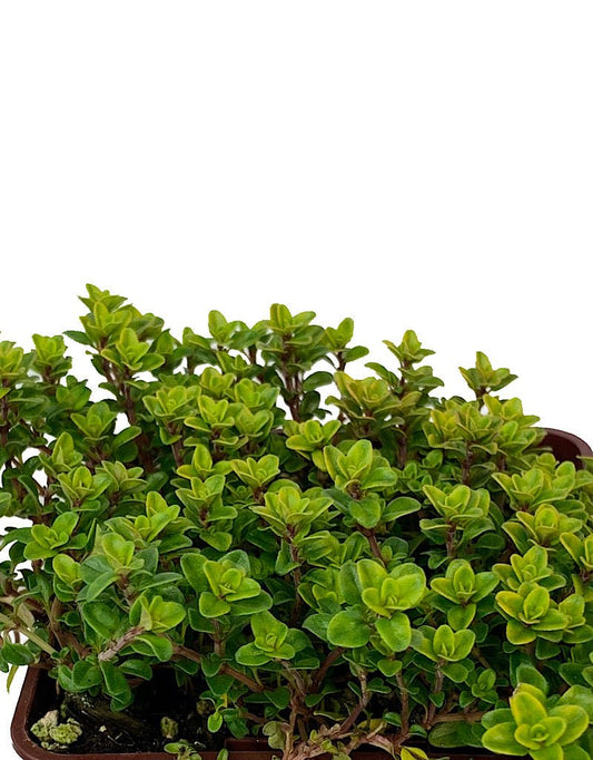 Thymus c. 'Lime' 4 inch - The Garden Corner
