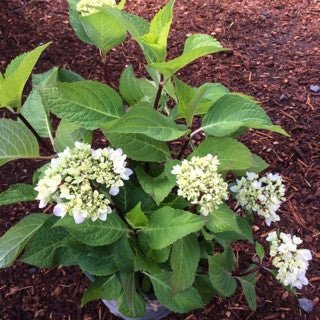 Hydrangea macrophylla 'Blue Enchantress' - The Garden Corner