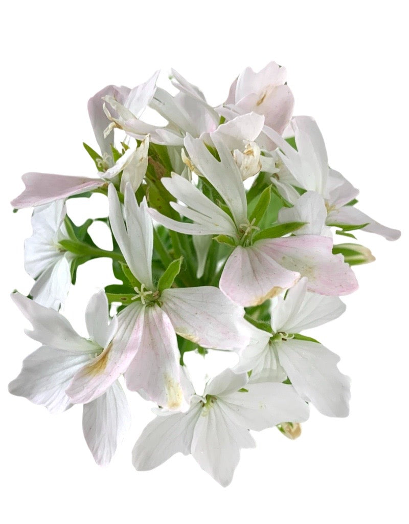 Geranium Zonal 'Starry Pure White'