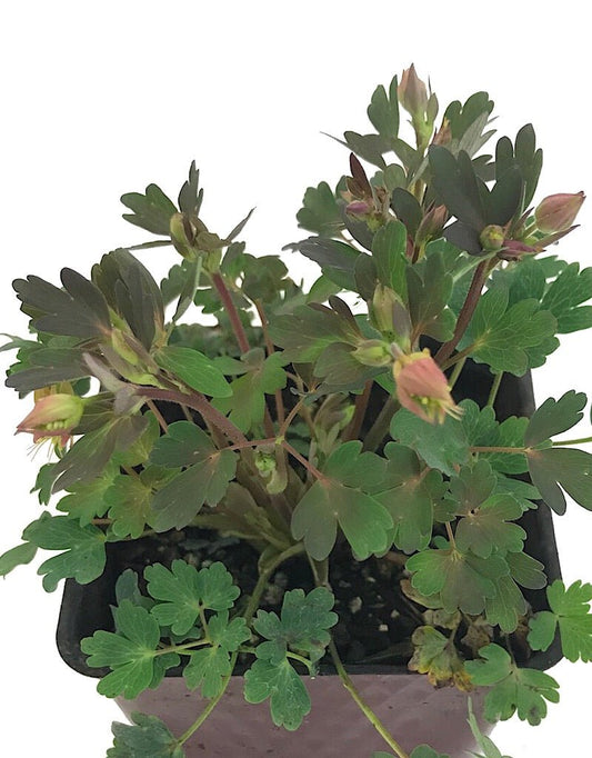 Aquilegia canadensis 'Little Lanterns' - 4 inch - The Garden Corner