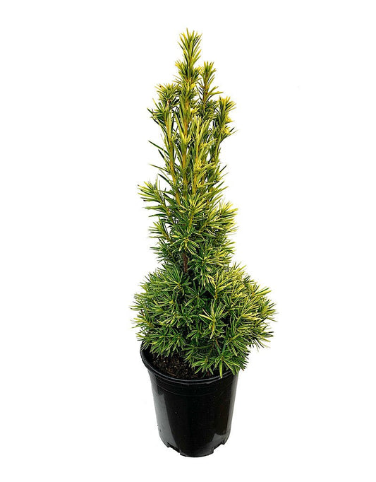Taxus baccata 'Stricta Aurea' 1 Gallon - The Garden Corner