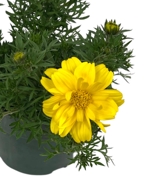 Bidens 'Sun Drop Double Yellow'