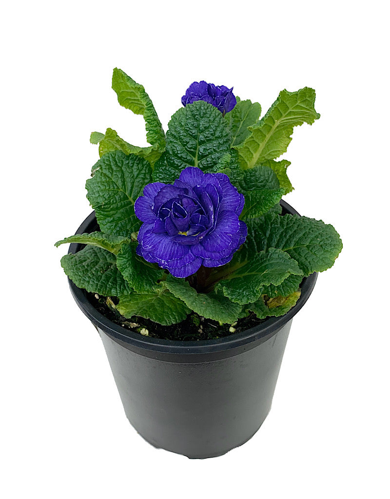 Primula belarina