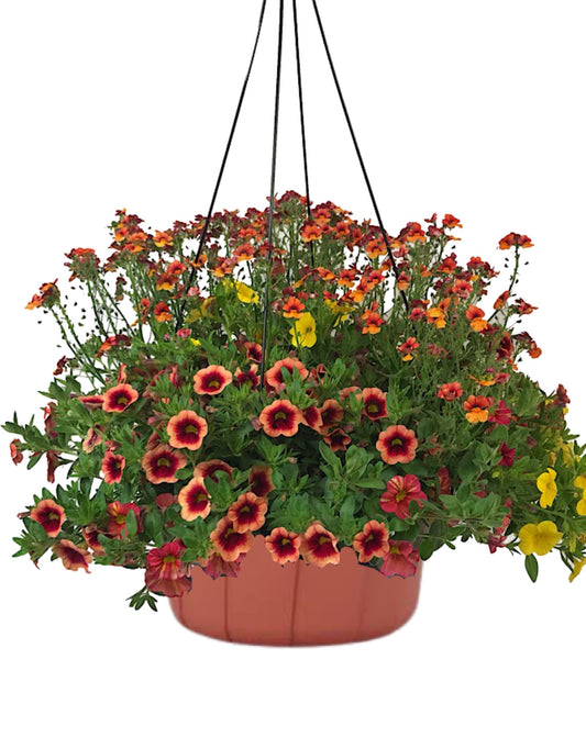 TTSC Hanging Basket - Annuals
