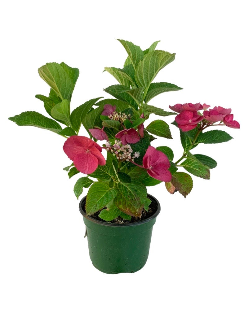 Hydrangea macrophylla 'Bloomables Cherry Explosion'
