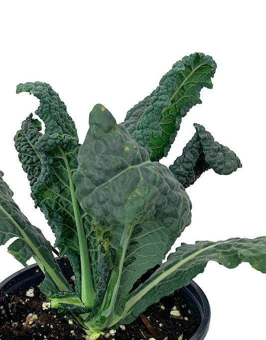 Kale 'Black Magic' Quart