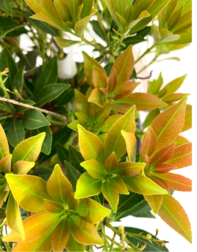 Pieris japonica 'Prelude'