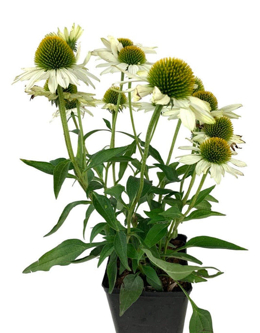 Echinacea 'Kismet White' - The Garden Corner