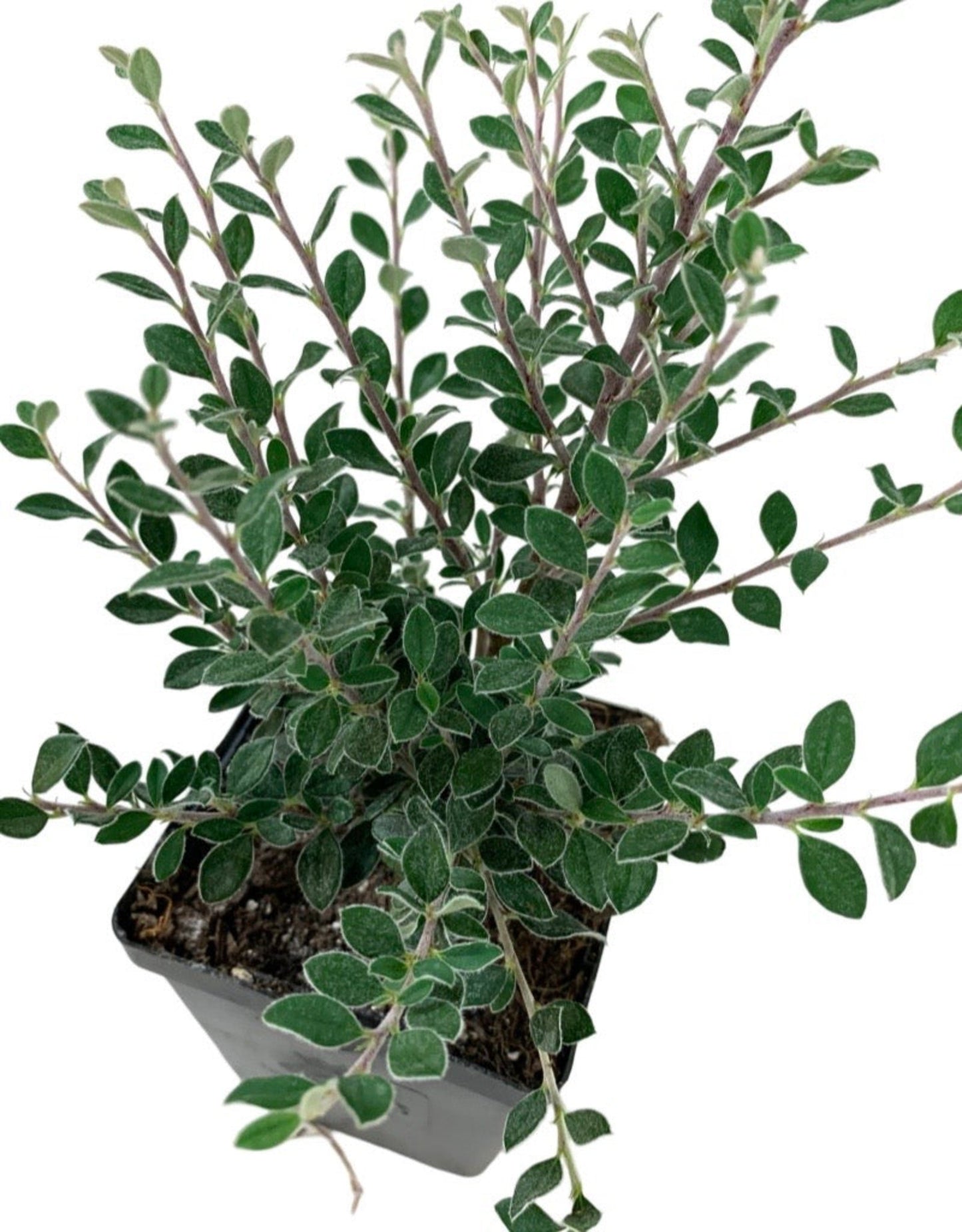 Cotoneaster glaucophyllus hort.