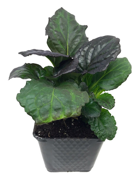 Ajuga 'Catlin's Giant' - The Garden Corner