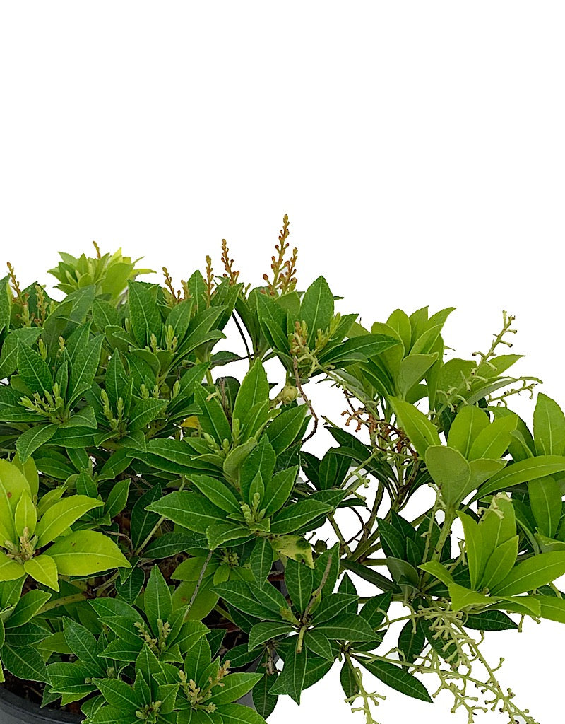 Pieris japonica 'Cavatine'- 1 gal
