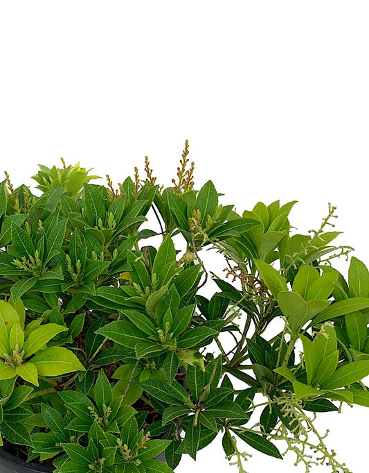 Pieris japonica 'Cavatine'- 1 gal