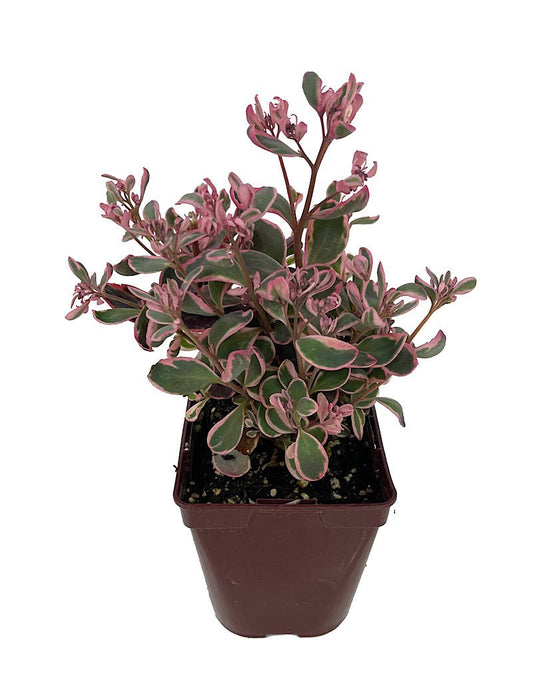 Sedum 'Dream Dazzler' - The Garden Corner