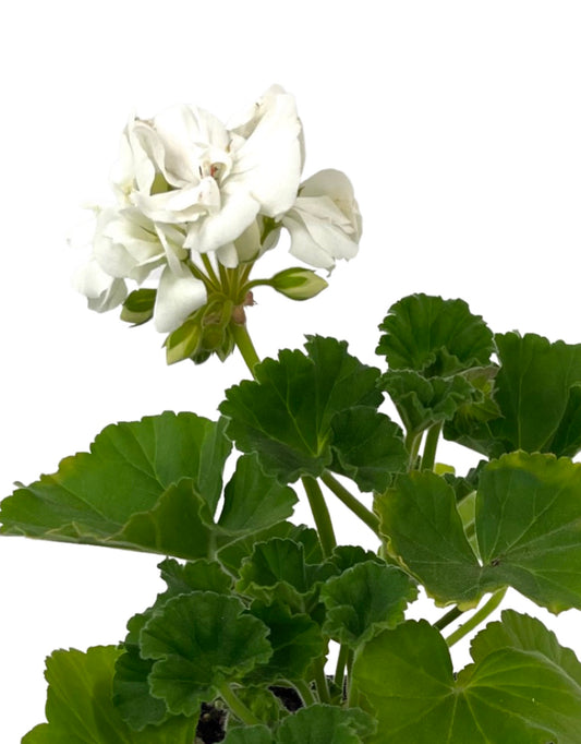 Geranium Zonal 'Tango White'