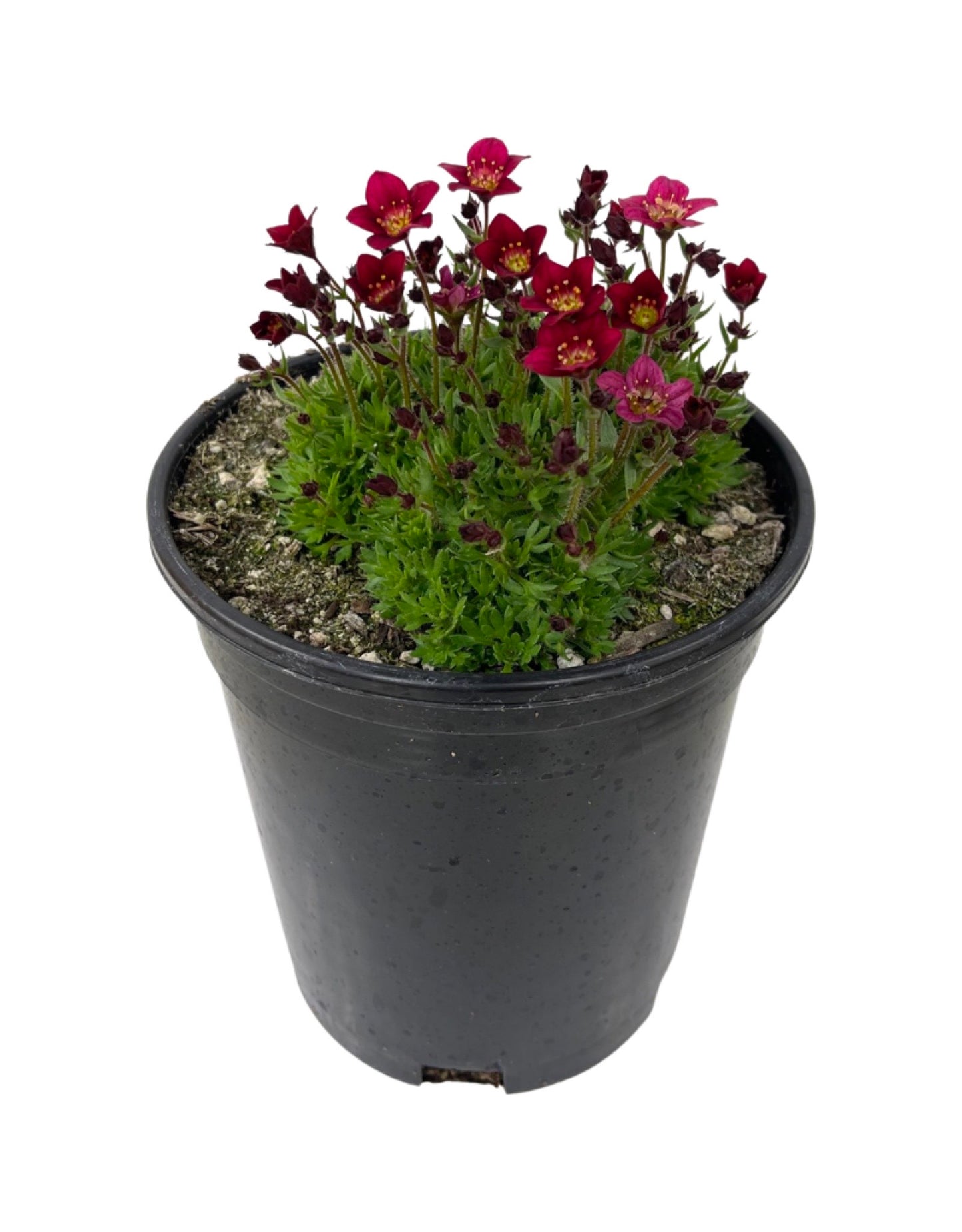 Saxifraga 'Touran Deep Red'