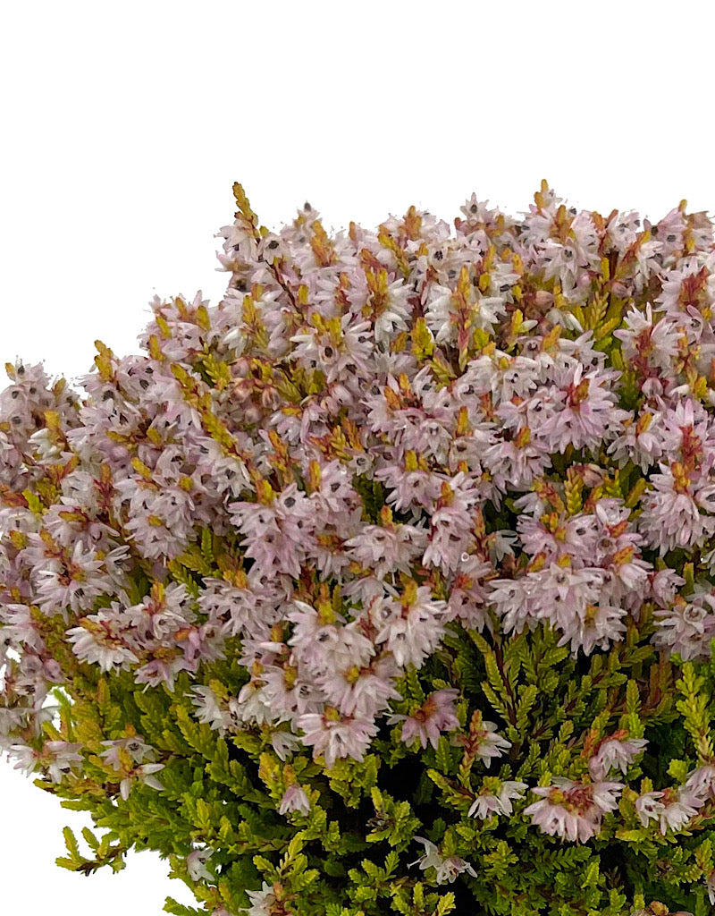 Calluna vulgaris 'Winter Chocolate'
