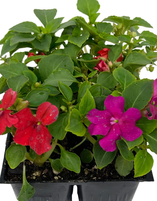 Impatiens 'Beacon Sanibel Mix'