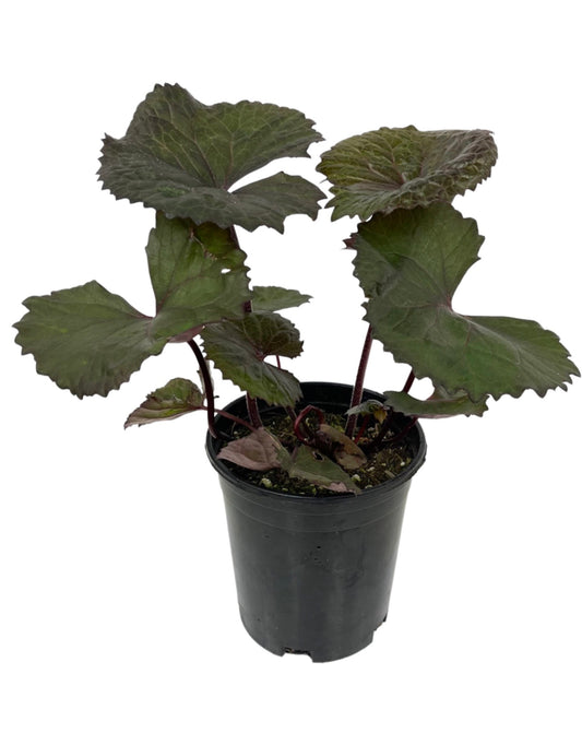 Ligularia dentata 'Desdemona' 1 Gallon - The Garden Corner