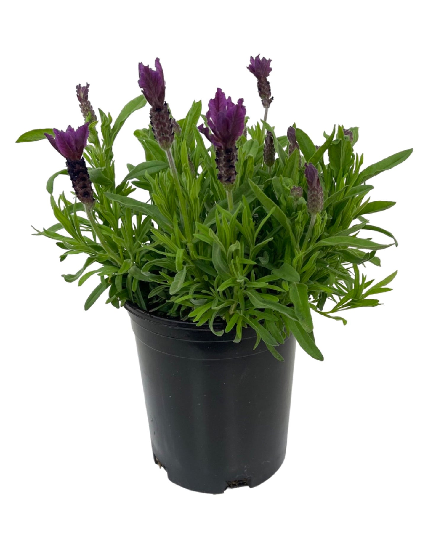 primavera lavender plant Lavandula stoechas 'Primavera' – The Garden Corner