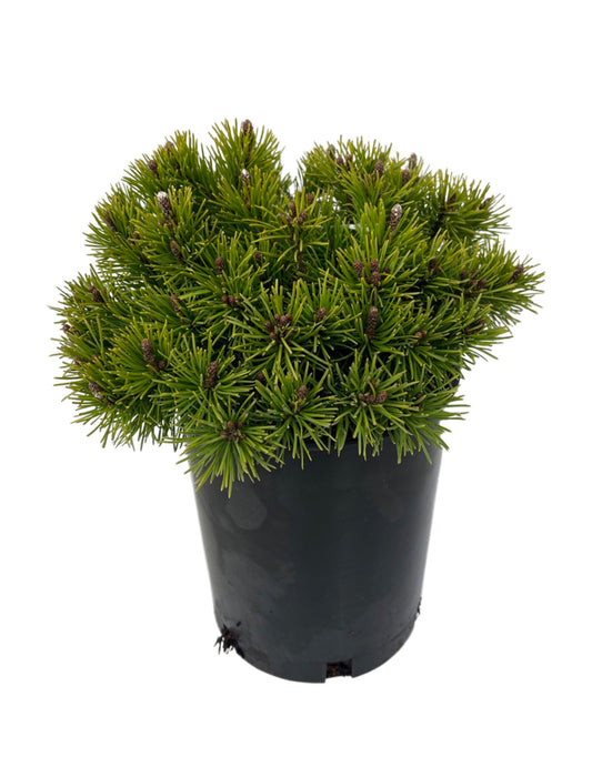 Pinus mugo 'Valley Cushion' 1 Gallon