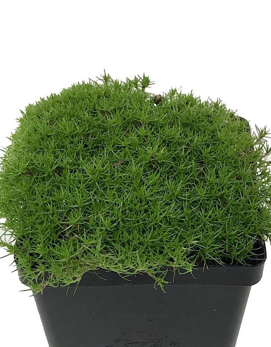 Scleranthus uniflorus 4 inch - The Garden Corner