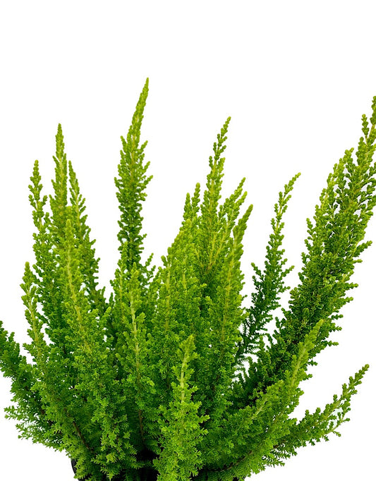 Calluna v. 'Barcelona'  4 inch