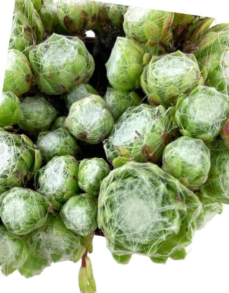 Sempervivum arachnoideum 'Large Form'