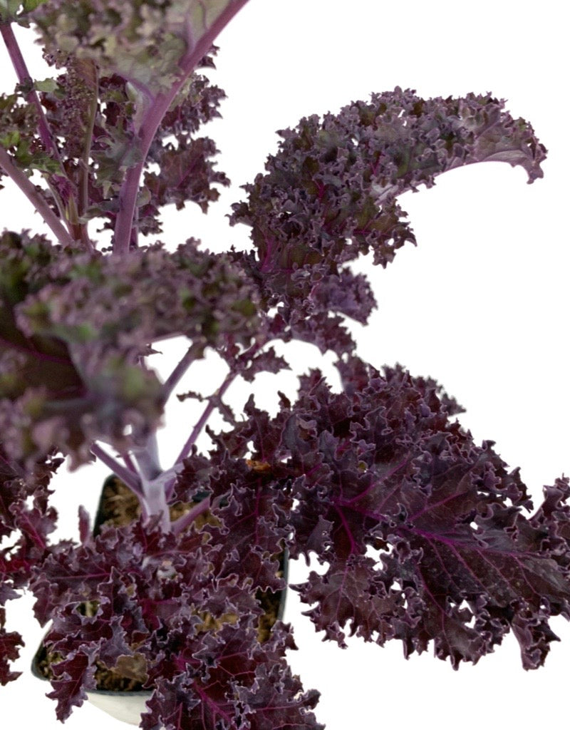 Kale 'Redbor' 1 Gallon
