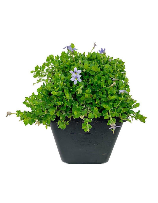 Isotoma fluviatilis 4 Inch - The Garden Corner