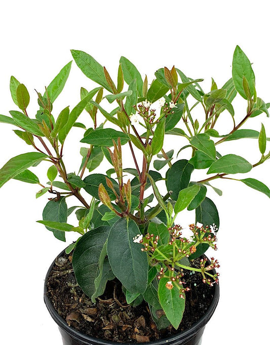 Viburnum tinus 'Spring Bouquet' 1 Gallon - The Garden Corner