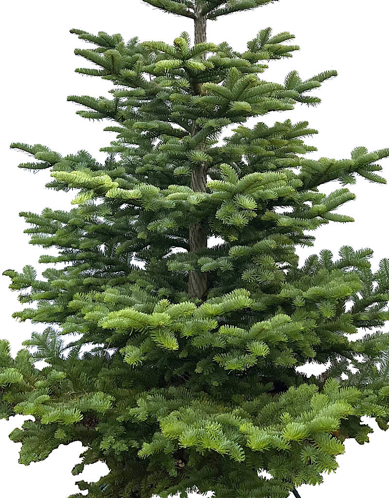 Natural Christmas Tree