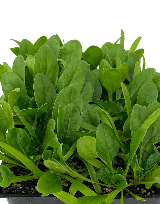 Spinach 'Olympia' Jumbo Traypack