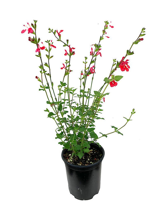 Salvia greggii 'Hot Lips' - The Garden Corner